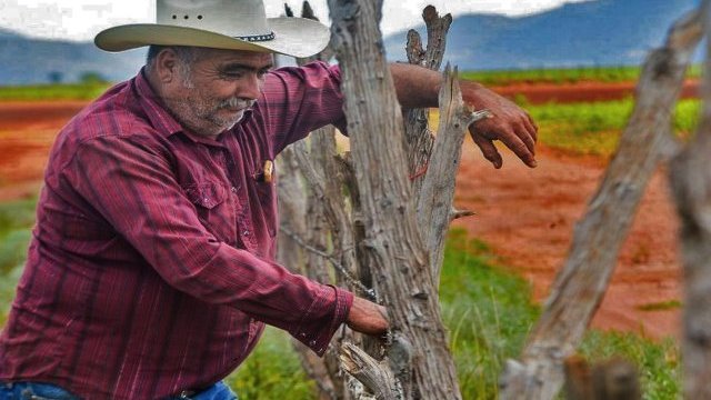 Agoniza el campo en Chihuahua: los cultivos de temporal se perdieron, y el riego colapsará en próximo ciclo agrícola