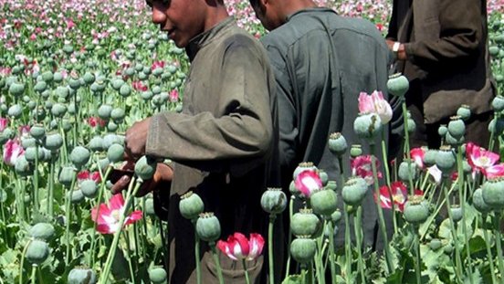 Diputado pide solicitar a ONU el cultivo legal de amapola